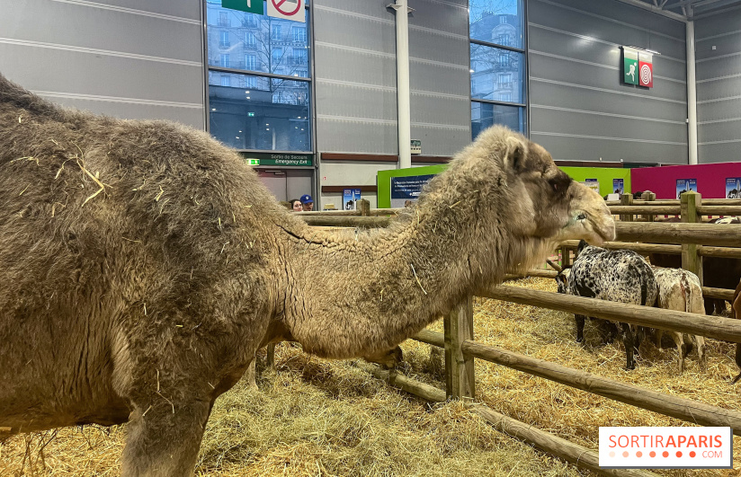 Salon de l'agriculture 2024 - image00004