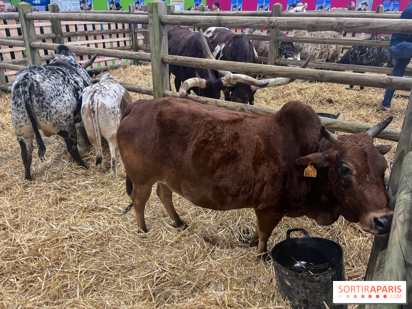 Salon de l'agriculture 2024 - image00002