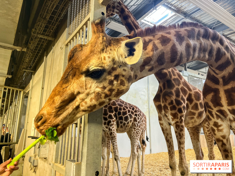 Zoo de Vincennes, Parc zoologique 2024 - girafes