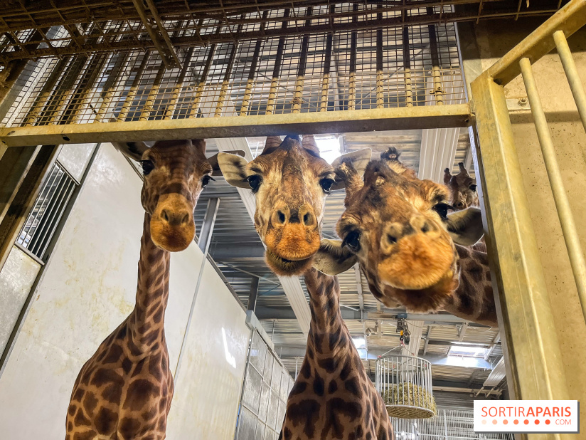 Zoo de Vincennes, Parc zoologique 2024 - girafes