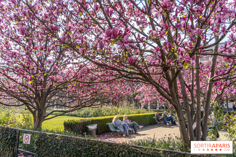 Les magnolias du Jardin du Palais Royal  - printemps - visuel Paris