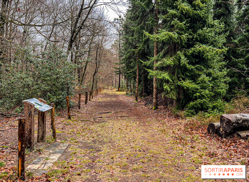 Arbor&Sens, l'Arboretum de Franchard en forêt de Fontainebleau - les photos - IMG 7940