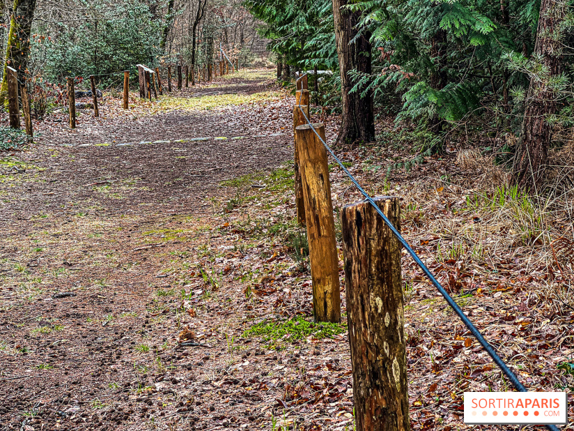 Arbor&Sens, l'Arboretum de Franchard en forêt de Fontainebleau - les photos - IMG 7937