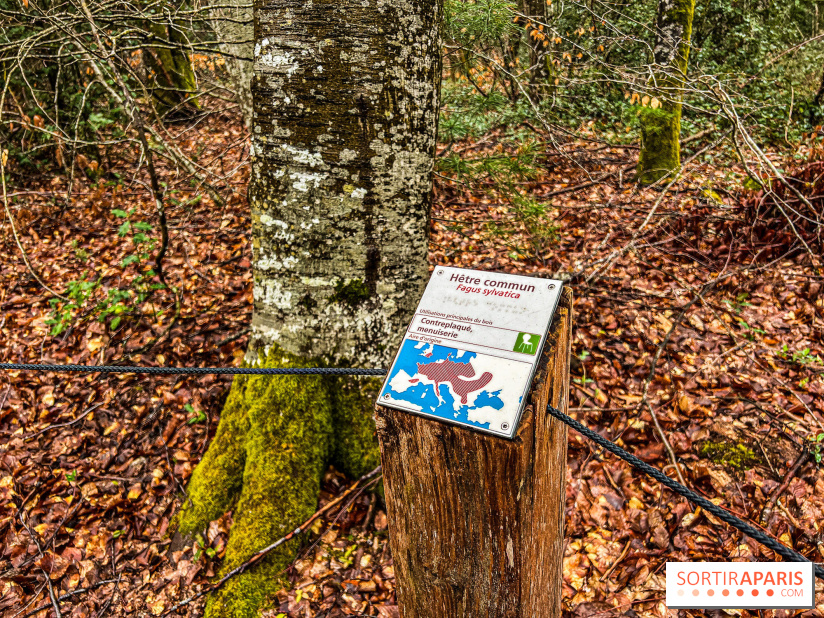 Arbor&Sens, l'Arboretum de Franchard en forêt de Fontainebleau - les photos - IMG 7935