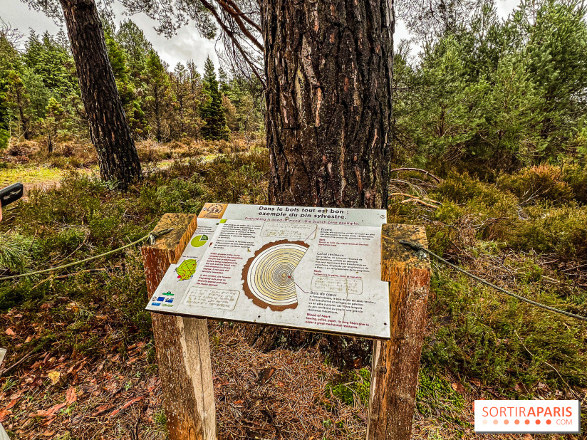 Arbor&Sens, l'Arboretum de Franchard en forêt de Fontainebleau - les photos - IMG 7926