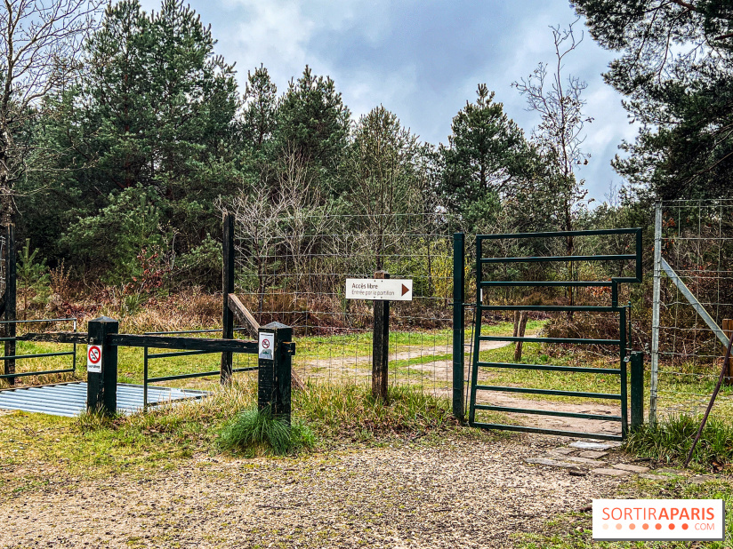 Arbor&Sens, l'Arboretum de Franchard en forêt de Fontainebleau - les photos - IMG 7900