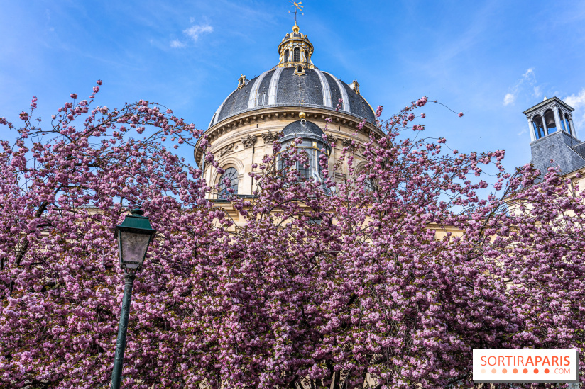 Square Gabriel Pierné à Paris - cerisiers en fleurs
