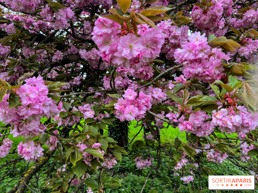 Arboretum de Paris - nos photos - image00035