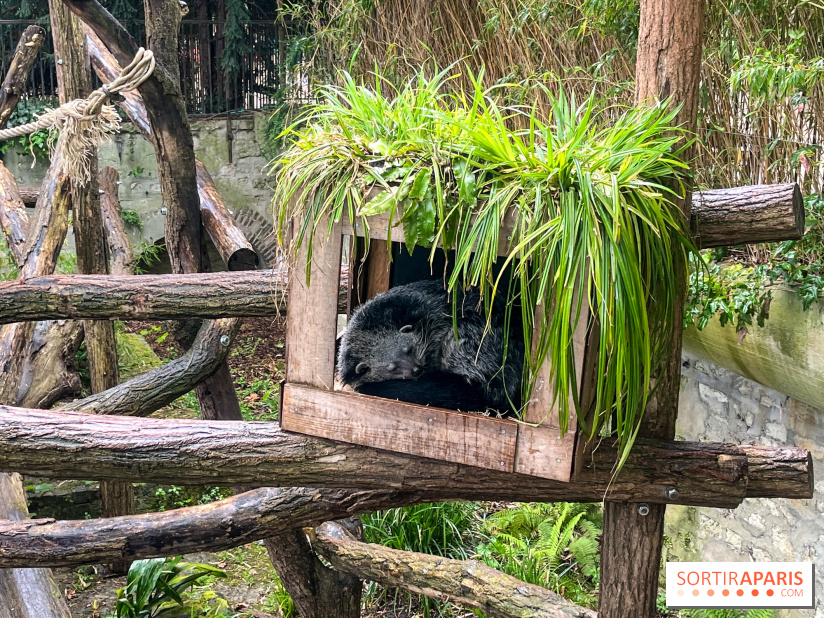 Ménagerie du Jardin des Plantes 2024 - nos photos - image00005