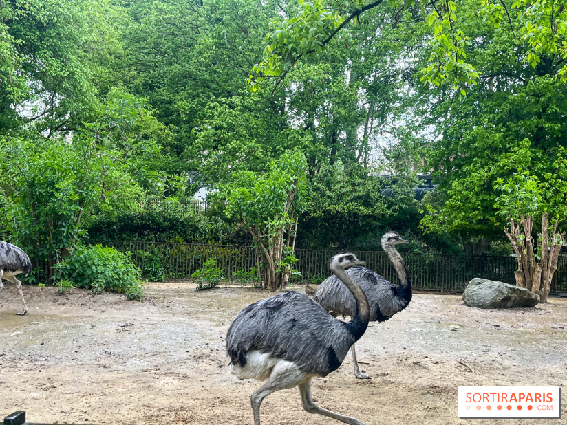 Ménagerie du Jardin des Plantes 2024 - nos photos