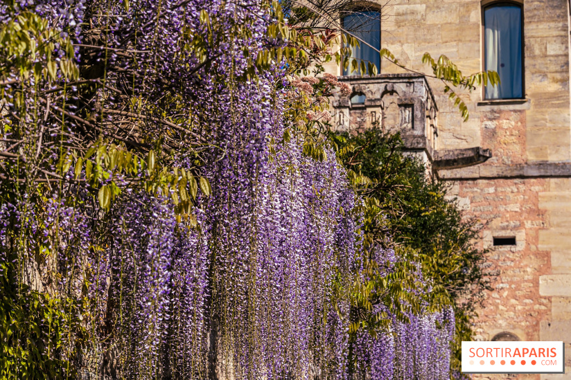 Village de Medan dans les Yvelines -  château de Medan - glycine