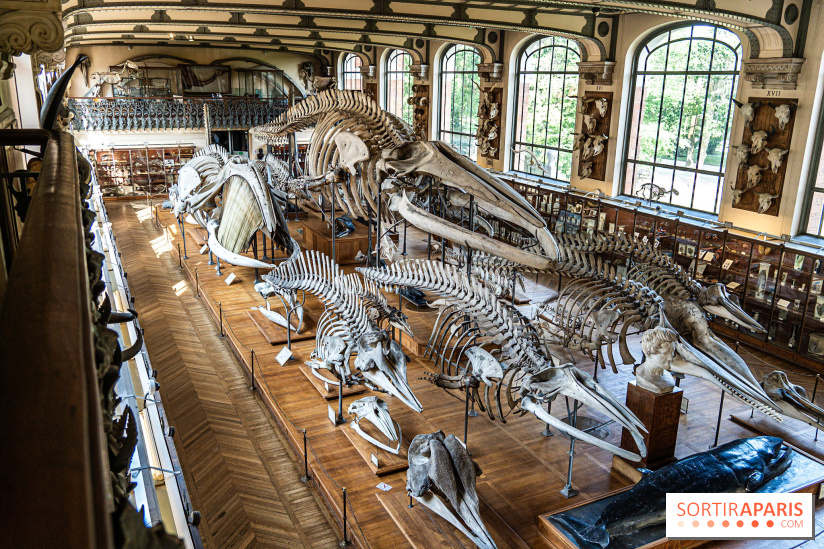 La Galerie de Paléontologie et d'Anatomie comparée du Muséum au Jardin des Plantes