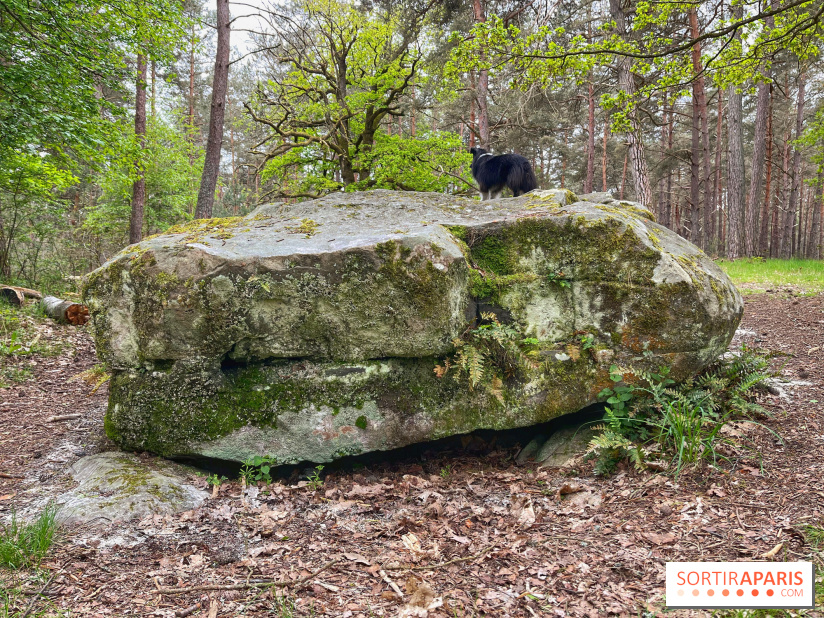 Dolmen de la Pierre Ardoue - IMG 0983