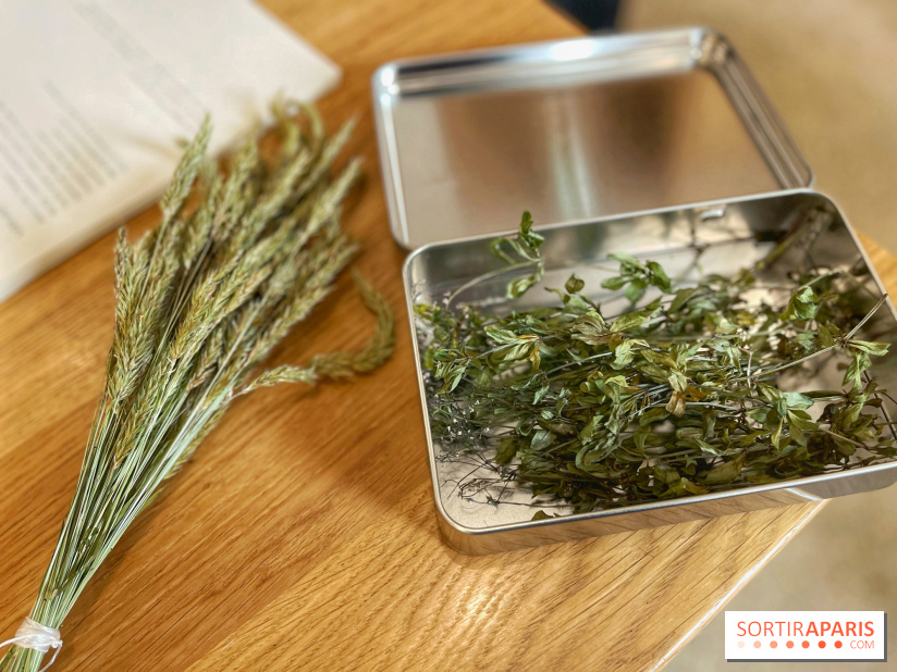 Ateliers herbes et plantes sauvages