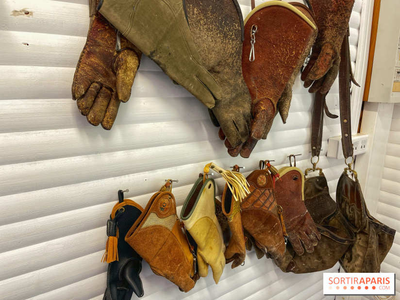 Fauconnier d'un jour - IMG 1414