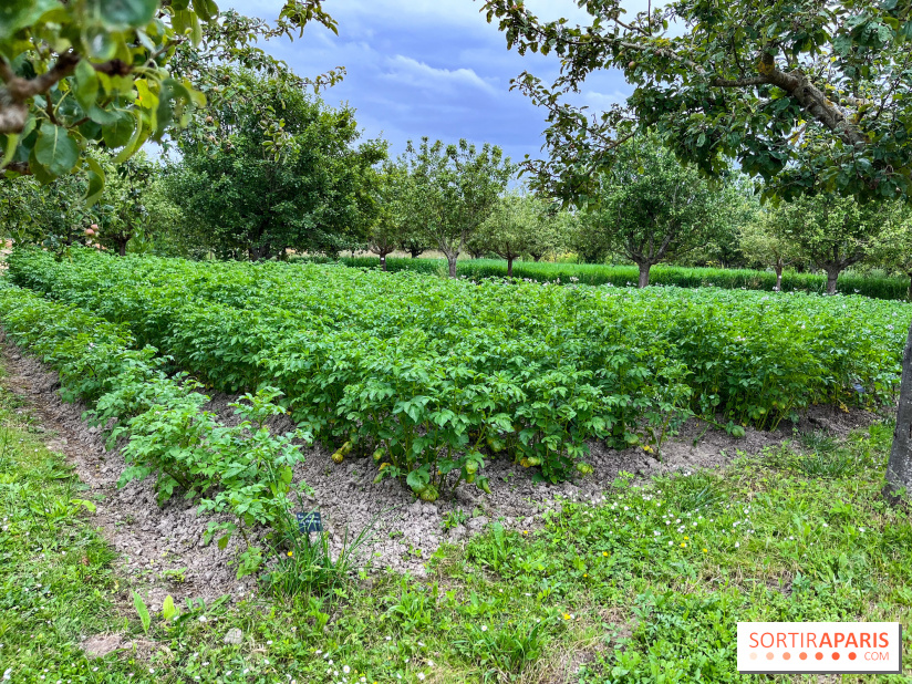 Potager-Fruitier de la Roche Guyon - nos photos