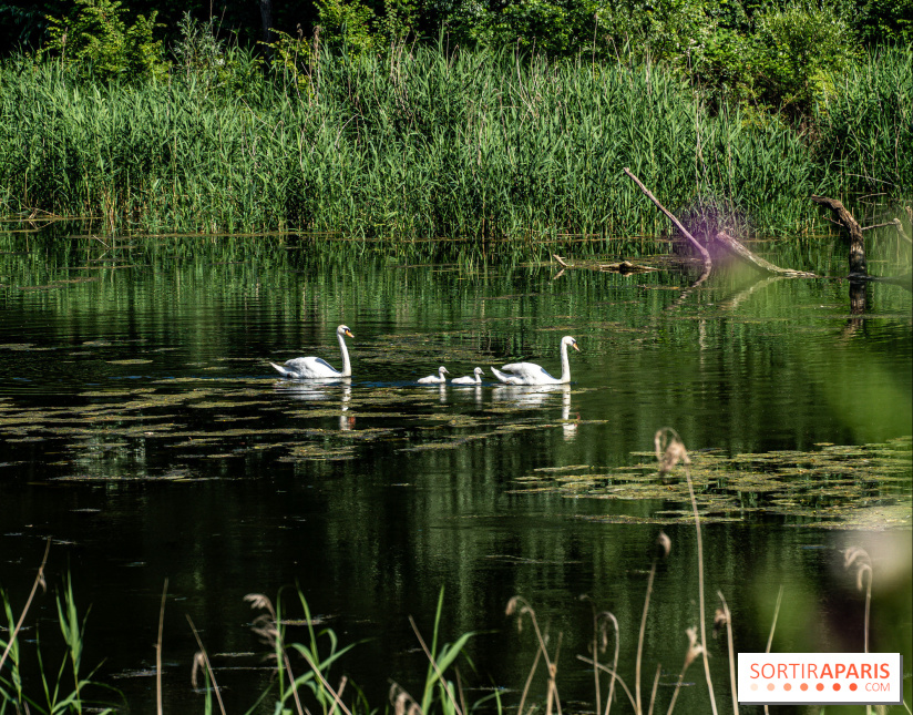 Le Parc du peuple de l'herbe dans les Yvelines - Étang de Galiotte - Carrières-sous-Poissy - A7C7510