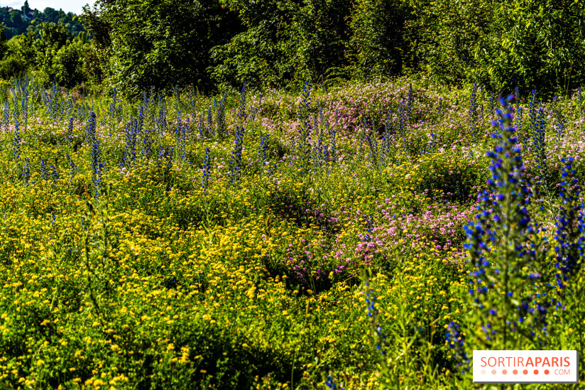 Le Parc du peuple de l'herbe dans les Yvelines - Étang de Galiotte - Carrières-sous-Poissy - A7C7535