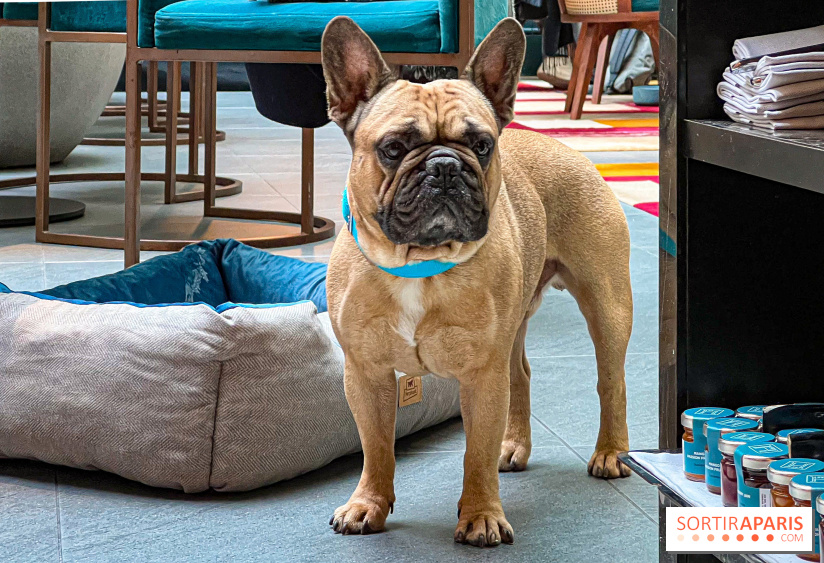 Le Doggy Brunch : le brunch gourmand entre chiens et maîtres à l'hôtel Kimpton Saint Honoré Paris - image00049