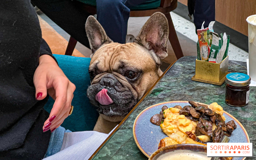 Le Doggy Brunch : le brunch gourmand entre chiens et maîtres à l'hôtel Kimpton Saint Honoré Paris - image00068