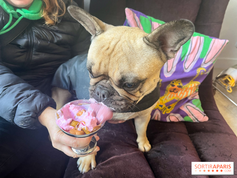 CAYU Canidés Club, la boutique d'accessoires dog friendly - nos photos