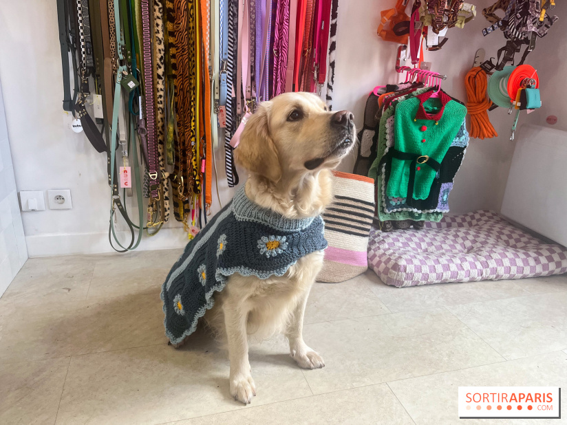 CAYU Canidés Club, la boutique d'accessoires dog friendly - nos photos