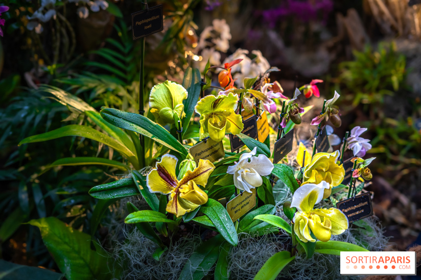 Mille et une orchidées 2025 - les photos