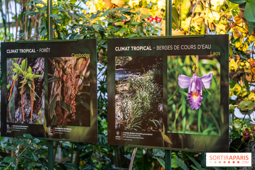 Mille et une orchidées 2025 - les photos