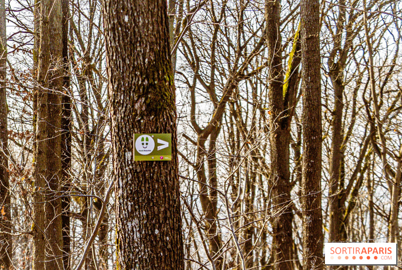 Balade sentier : Conte de Mélida, l'esprit de la forêt en forêt de Méridon (78) - A7C02319
