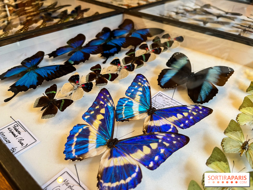 Deyrolle, l'incroyable cabinet de curiosités à Paris - nos photos