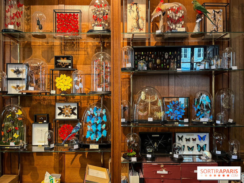 Deyrolle, l'incroyable cabinet de curiosités à Paris - nos photos