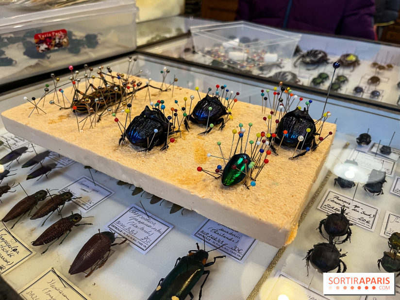Deyrolle, l'incroyable cabinet de curiosités à Paris - nos photos