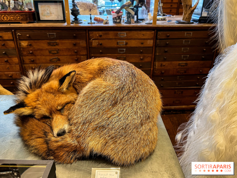 Deyrolle, l'incroyable cabinet de curiosités à Paris - nos photos