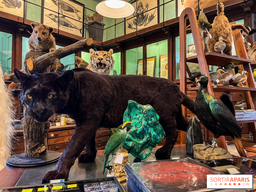 Deyrolle, l'incroyable cabinet de curiosités à Paris - nos photos