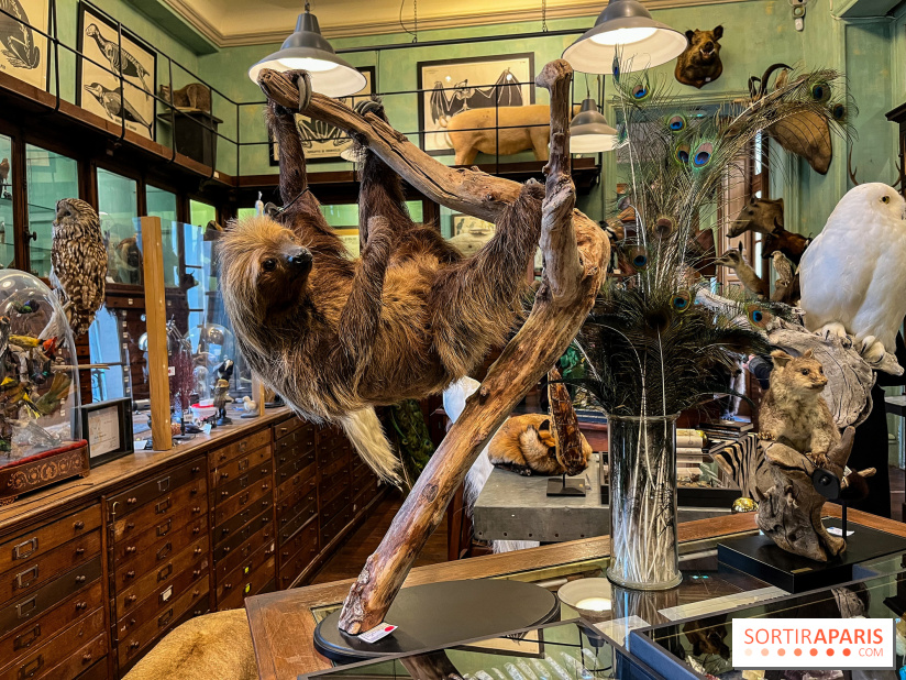 Deyrolle, l'incroyable cabinet de curiosités à Paris - nos photos