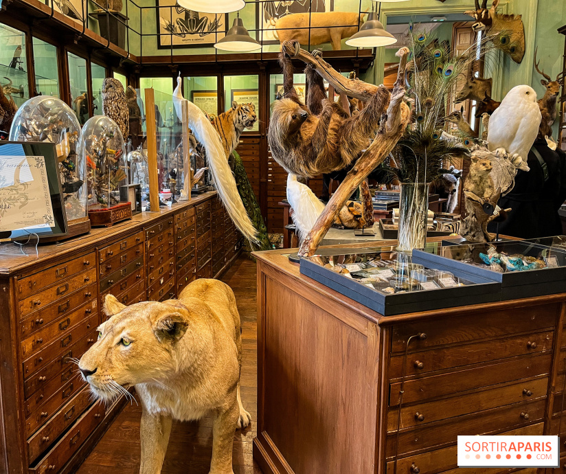 Deyrolle, l'incroyable cabinet de curiosités à Paris - nos photos