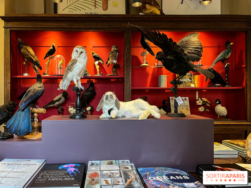 Deyrolle, l'incroyable cabinet de curiosités à Paris - nos photos