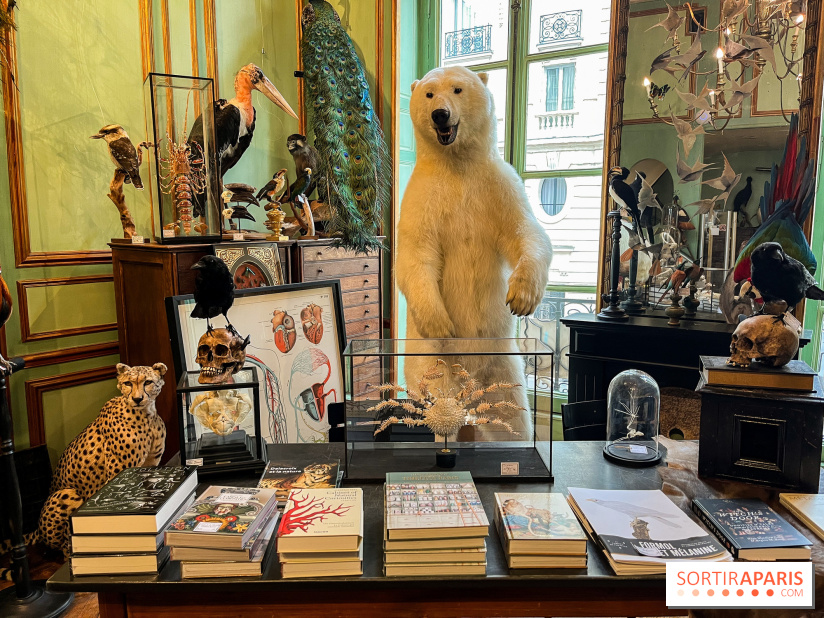 Deyrolle, l'incroyable cabinet de curiosités à Paris - nos photos