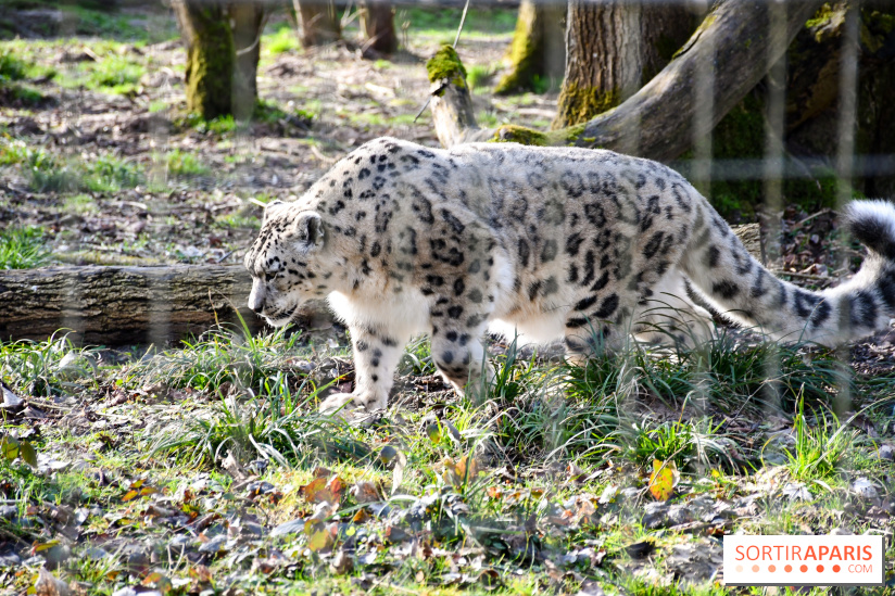 Lumigny Safari Reserve - nos photos - image00041