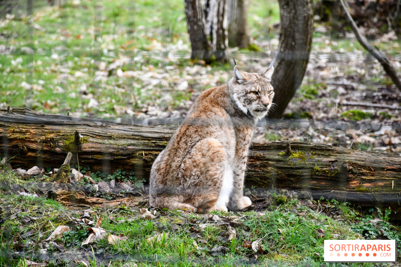 Lumigny Safari Reserve - nos photos