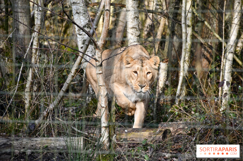Lumigny Safari Reserve - nos photos