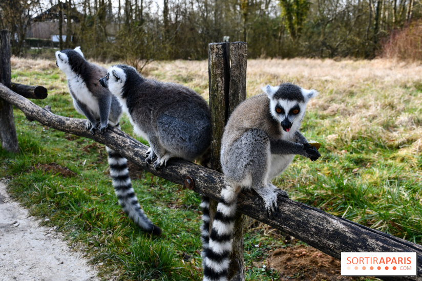 Lumigny Safari Reserve - nos photos - image00017