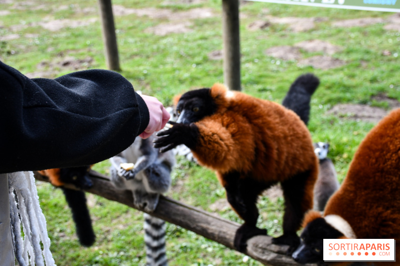 Lumigny Safari Reserve - nos photos - image00006