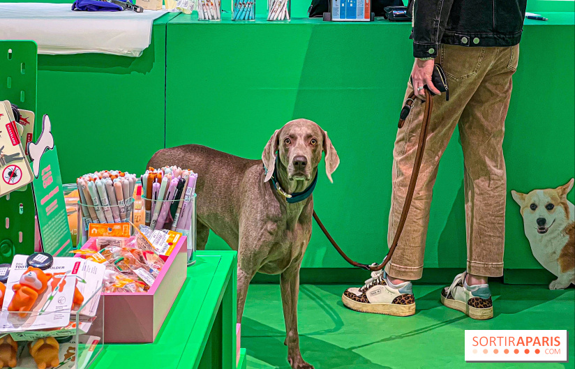 Je T'aime Comme Un Chien : food, mode, déco ... une expo qui a du chien au Bon Marché Rive Gauche - image00060