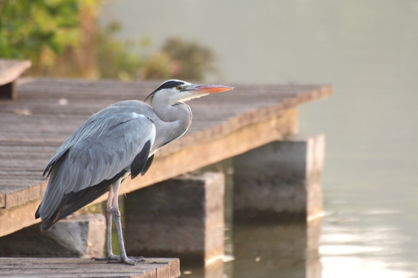 Au printemps... les parcs départementaux de Seine-Saint-Denis s’animent ! 