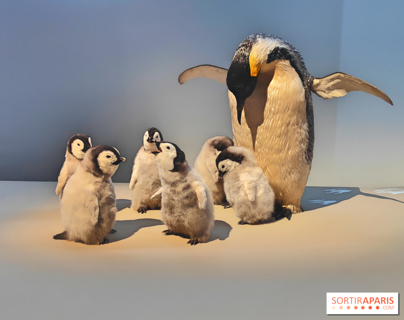 Déserts : l'exposition scientifique se dévoile au Muséum d'Histoire naturelle de Paris