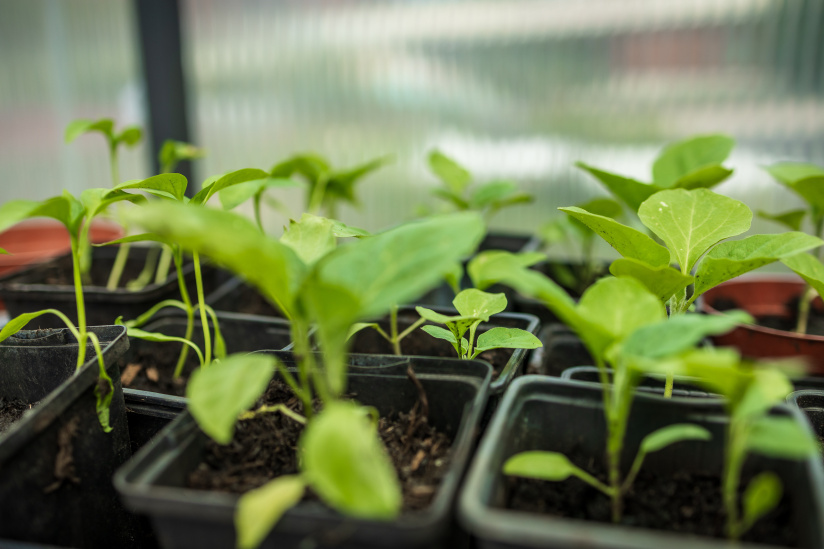 Campagne #1223 - Jardin21 Ateliers LevietPhoto 072025 3139