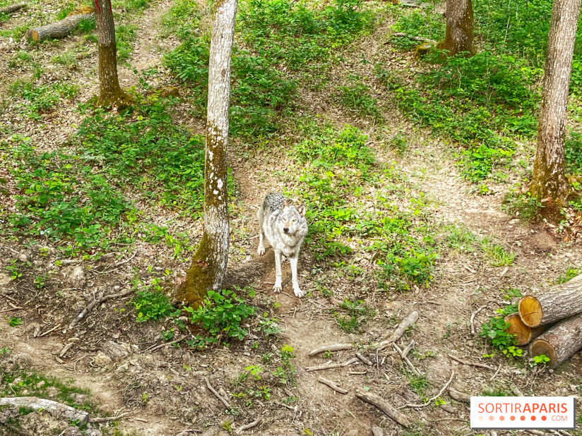 La Forêt des Loups - IMG 2103