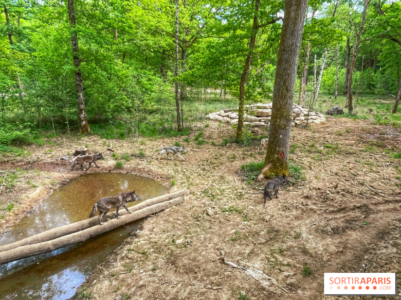 La Forêt des Loups