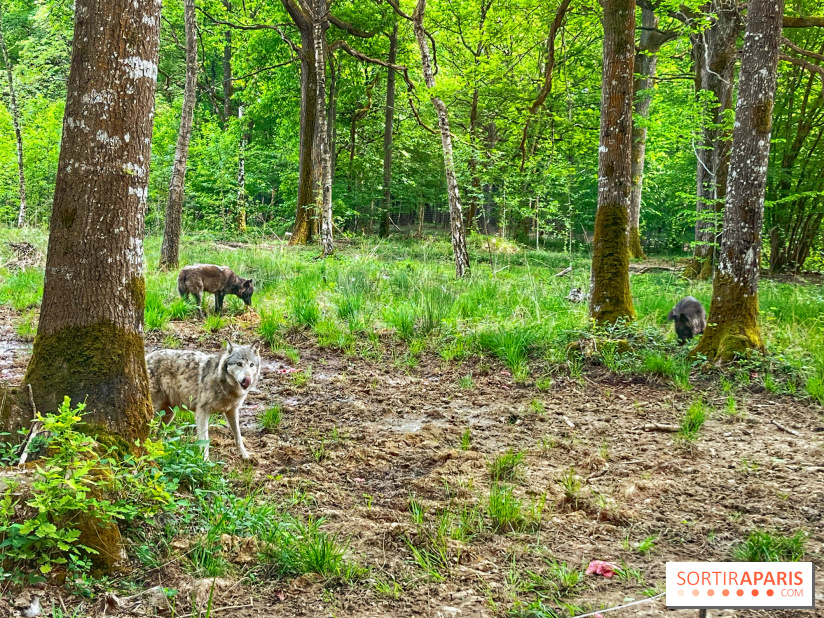 La Forêt des Loups